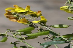 Crotalaria walkeri